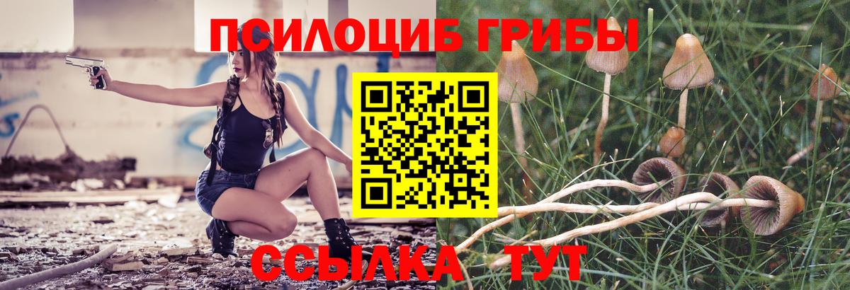 Псилоцибиновые грибы Psilocybe Алексеевка